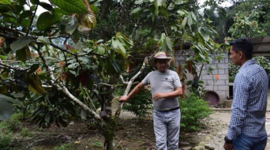 Rubén Sandoval, propietario de El Paraíso, muestra parte de sus cultivos. Foto: El Comercio