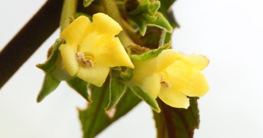 Nueva especie de planta fue descrita en Pichincha / Foto: EFE