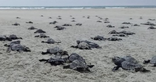 Nacen 78 tortugas marinas golfinas en una playa del norte de Ecuador / Foto: EFE