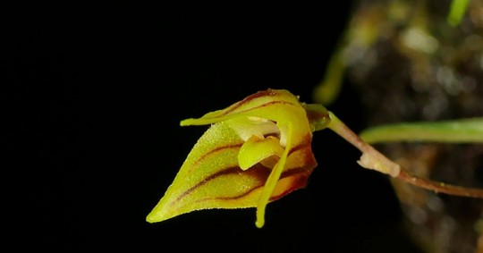 Se distingue por su impresionante combinación de colores amarillo, rojo rubí y blanco/ Foto: cortesía UEA