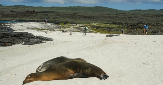 La conservación del archipiélago de las Galápagos es la moneda de cambio que el Gobierno ha utilizado para llevar a cabo una operación de reconversión de deuda/ Foto: cortesía Parque Nacional Galápagos