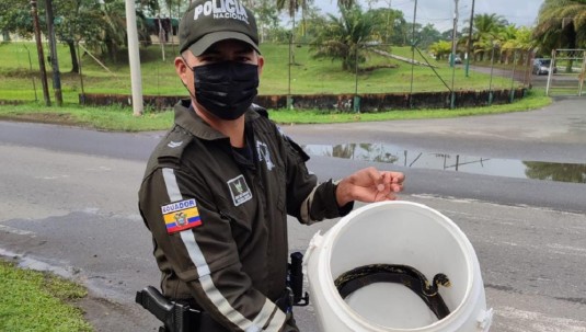 Varios animales de vida silvestre fueron rescatados en Orellana / Foto: cortesía Policía Nacional