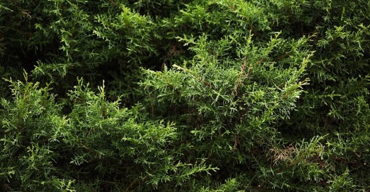 677 especies de plantas han sido introducidas en Ecuador, según estudio / Foto: cortesía ministerio de Ambiente 
