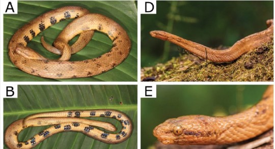 La nombraron Tropidophis cacuangoae, en honor a Dolores Cacuango, un referente ecuatoriano del feminismo y los derechos humanos de principios del siglo XX / Foto: EFE