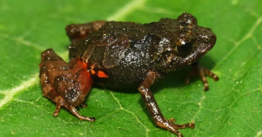 El 40,7 % de anfibios del planeta están en riesgo de extinción, según un estudio / Foto: cortesía