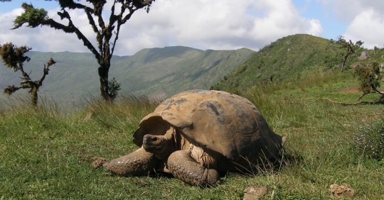 Previo a su liberación, cada tortuga atravesó un proceso de cuarentena / Foto: coresía MAATE