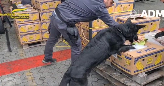 La cocaína resultó ser de calidad muy pura y estar en perfecto estado por lo que podría haber reportado a los traficantes unos ingresos de más de 800 millones de euros / Foto: cortesía  Guardia de Finanza