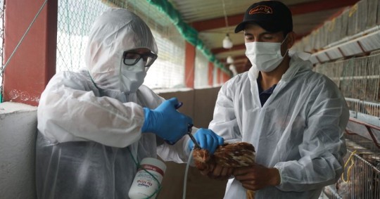 La vacunación contra la influenza aviar inició con 4 millones de dosis / Foto cortesía Ministerio de Agricutura