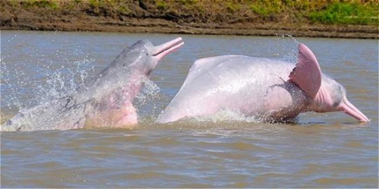 Fauna de la Amazonía de Ecuador / Fotos: Shutterstock