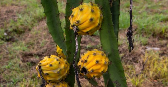 Pastaza exporta pitahaya al Asia / Foto El Oriente