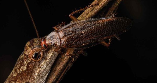 Cucaracha que se alimenta de lágrimas de lagartija fue descubierta en Pastaza / Foto: cortesía Neotropical Biodiversity