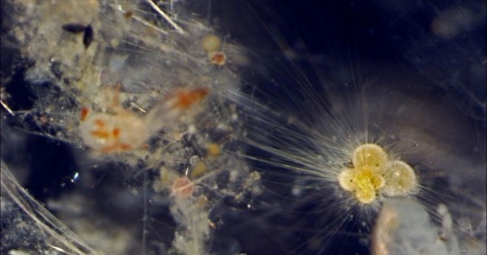 Los fósiles revelan cómo surgió la biodiversidad actual hace 15 millones años / Foto: EFE