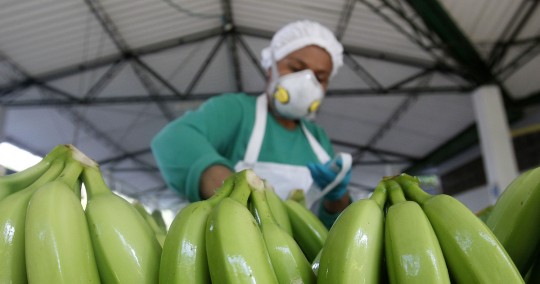 La exportación de banano de Ecuador cae 6,57 % en 2022 con 354 millones de cajas / Foto: EFE