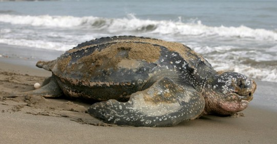 Supervisan eclosión de 9 tortugas laúd, especie en "lista roja" / Foto: EFE