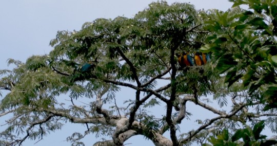 El foro internacional "Amazonía en Común" se llevará a cabo en Puyo / Foto: El Oriente