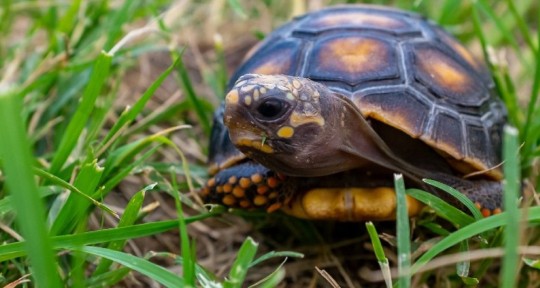 Las tortugas fueron trasladadas al Vivarium de Quito en donde permanecen bajo observación / Foto: cortesía ministerio de Ambiente