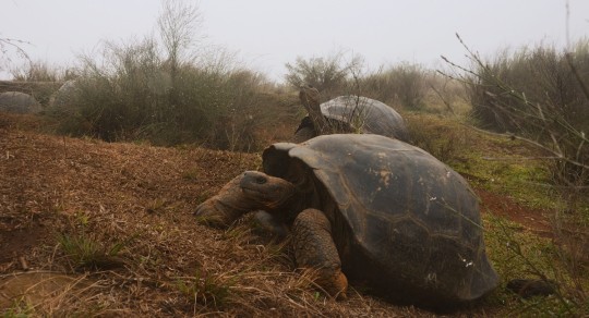 Galápagos, semillero de tortugas / Foto EFE