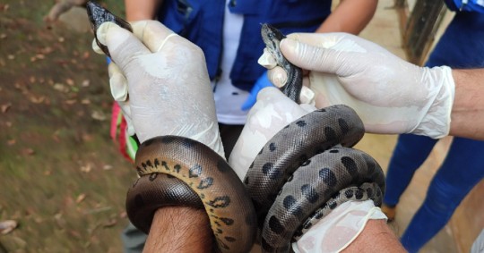 Entre los animales se encontraban 12 anacondas verdes y 1 caimán de anteojos/ Foto: cortesía MAATE