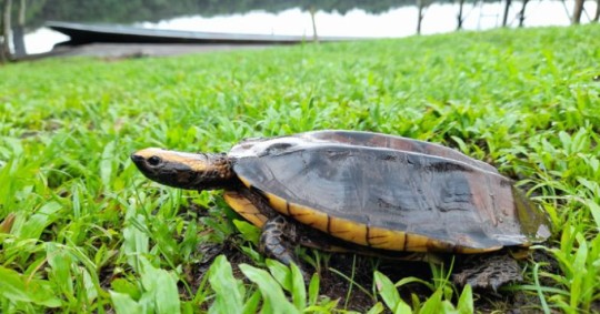 Los animales fueron atendidos en el Zoológico Municipal Coca Zoo / Foto: cortesía MAATE