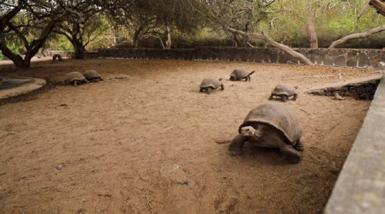 Tortugas gigantes criadas en cautiverio retornan a su hábitat en Galápagos / Foto: EFE