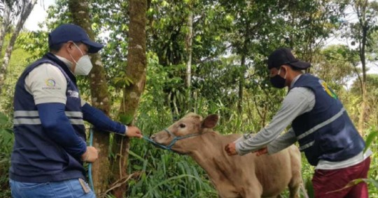 La fiebre aftosa es una de las más contagiosas entre los animales y con un gran potencial para causar pérdidas significativas al sector agropecuario / Foto: cortesía ministerio de Agricultura