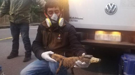 Los rescatistas del reptil colocaron cinta de embalaje en el hocico del animal para trasladarlo a un lugar seguro. Foto: Cortesía Dirección de Ambiente de Morona Santiago