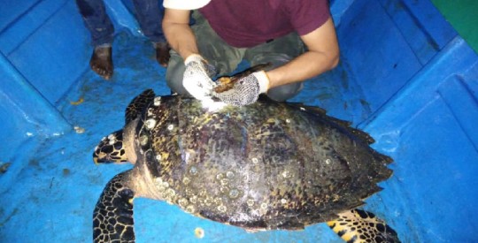 Ecuador marca por primera vez a una tortuga carey, en peligro de extinción / Cortesía del Ministerio de Medio Ambiente