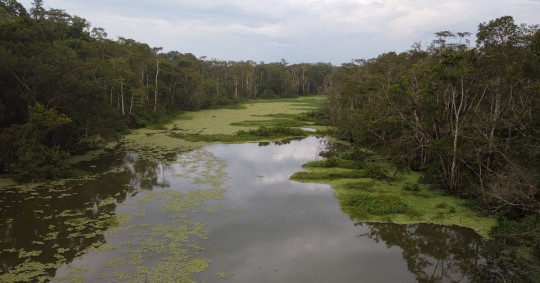 El territorio mapeado incluyó también 3 áreas protegidas: Yasuní, Cuyabeno y Limoncocha/ Foto: El Oriente