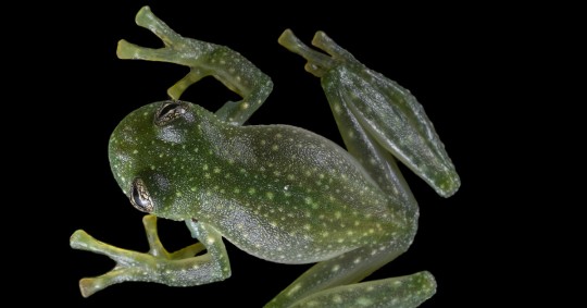 Esta rana se caracteriza por su dorso moteado con manchas blancas, vientre parcialmente transparente, ojos con reticulaciones negras y huesos verdosos/ Foto: cortesía UTPL