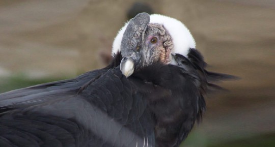 El cóndor está en la Lista Roja de Aves de Ecuador / Foto: cortesía Ministerio de Ambiente