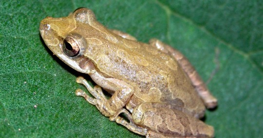 Se trata de una especie de rana muy adaptable, de entre 33 y 38 milímetros, nativa del occidente de Ecuador / Foto: EFE