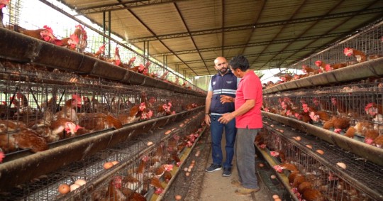 En Cotopaxi, la granja está cercada desde el pasado viernes. En Bolívar, el caso se presentó en aves de traspatio / Foto: Cortesía Agrocalidad
