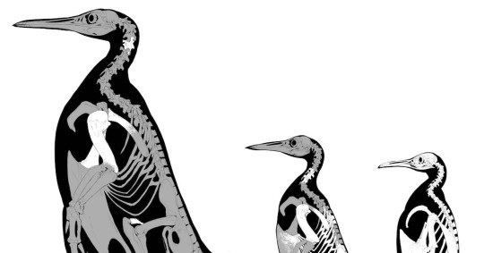 Los resultados de la investigación han revelado la existencia de un conjunto muy diverso de pingüinos pertenecientes a un grupo troncal del Paleoceno / Foto: EFE