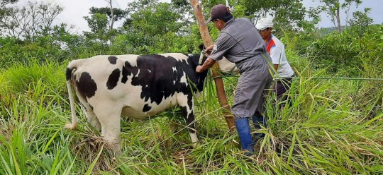 MAG ofrece servicio veterinario gratuito para ganaderos de Napo / Foto: cortesía Ministerio de Agricultura
