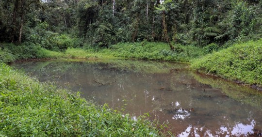 'Hemisferios', una reserva de biodiversidad y "fábrica de agua" en la Amazonía / Foto: EFE