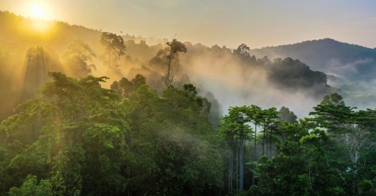 Ecuador celebra el ‘Día Internacional de la Preservación de los Bosques Tropicales’ / Foto: Shutterstock