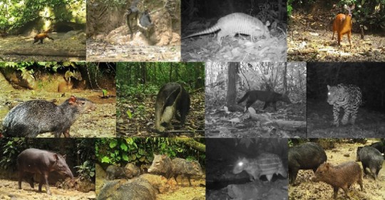 Investigación revela existencia de gran cantidad de mamíferos en los saladeros del Yasuní / Foto: cortesía Ministerio de Ambiente