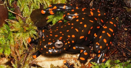 Pristimantis omarrhynchus se conoce para dos localidades de las estribaciones de las provincias de Napo y Sucumbíos / Foto: cortesía 