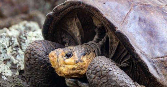 Tortuga, que se creía extinta hace más de 100 años, fue encontrada en Galápagos  / Foto: EFE