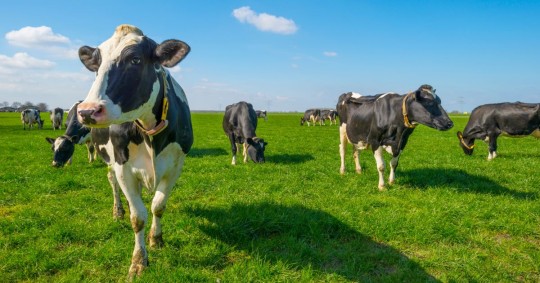 Las asociaciones agropecuarias podrán convertirse en cooperativas en Ecuador / Foto: Shutterstock