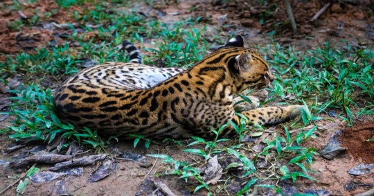 Rehabilitan y protegen a animales afectados por el tráfico ilegal y la deforestación / Foto: cortesía
