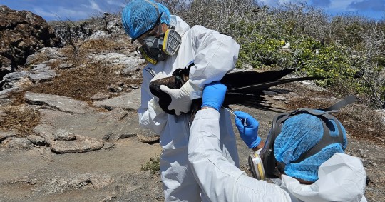 Tres de cinco especímenes examinados en las Islas Galápagos (Ecuador) han dado positivo a la gripe aviar H5N1 / Foto: EFE