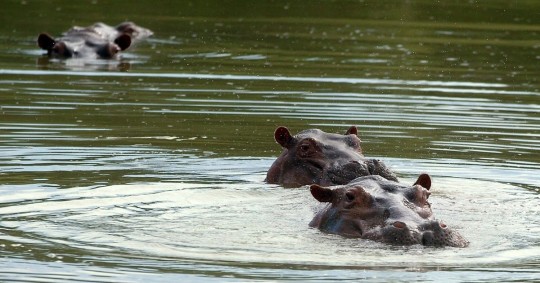 Colombia evalúa enviar 72 hipopótamos de Pablo Escobar a Ecuador, México e India / Foto: EFE