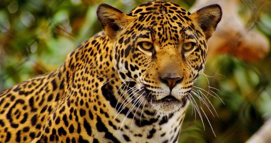 El Día Internacional del Jaguar se celebra cada 29 de noviembre desde el 2018 / Foto: cortesía ministerio de Ambiente 