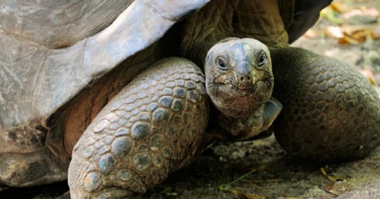 "En Pinzón las tortugas gigantes volvieron a anidar después de más de 150 años y la población se reproduce de forma natural sin intervención humana" / Foto: cortesía ministerio de Ambiente