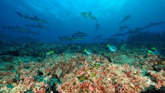 El proyecto tiene el apoyo financiero del "Fondo para Control de Especies Invasoras de Galápagos" y la asesoría técnica de la Fundación "Charles Darwin" / Foto: cortesía Parque Nacional Galápagos