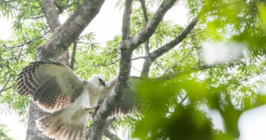 Ecuador y España se unen para proteger águila harpía en Limoncocha / foto: cortesía Ministerio de Ambiente