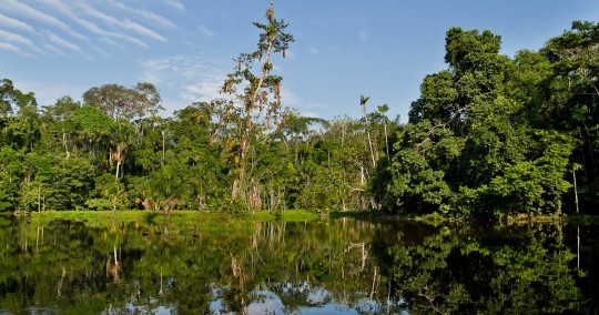 La provincia amazónica de Orellana está ubicada en la Región Nororiente del Ecuador siendo su capital la ciudad de Francisco de Orellana / Foto: Shutterstock