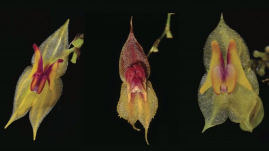Tres nuevas especies de orquídeas fueron descubiertas en Ecuador/Foto: cortesía Ministerio de Ambiente