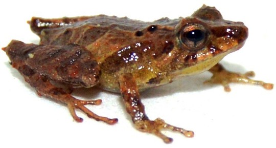 Nueva especie de sapo fue descubierta en Zamora / Foto: cortesía ministerio de Ambiente